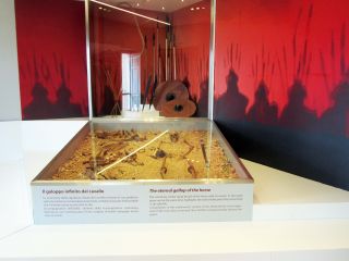 Museo Sannitico di Campobasso, tomba del cavaliere  longobardo con cavallo rinvenuto nella necropoli di Campochiaro (CB)